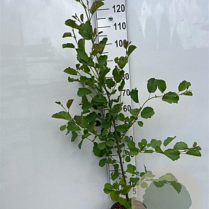 Alnus glutinosa 150-175 cm 5,0L