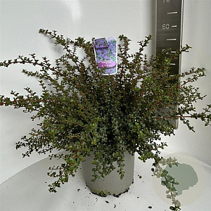 Ceanothus 'Emily Brown' 40-50 cm 5,0L