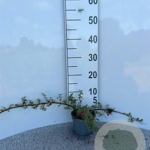 Cotoneaster radicans 'Eichholz' 30-40 cm C1.3