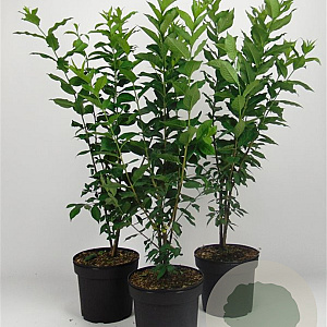 Euonymus europaeus 80-100 cm 7,5L