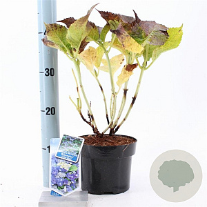 Hydrangea m. 'Blaumeise' 20-25 cm 2,0L