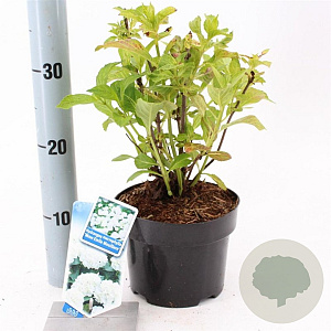 Hydrangea m. 'Mad. Emile Mouillère' 20-25 cm 2,0L