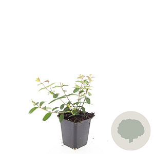 Hypericum 'Hidcote' GM P9