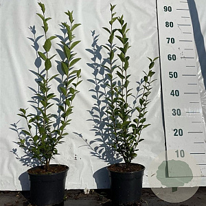Ligustrum ovalifolium 40-60 cm 2,0L
