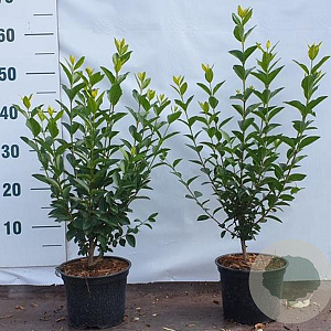Ligustrum ovalifolium 40-60 cm 2,0L