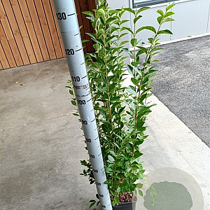 Ligustrum ovalifolium 100-125 cm 5,0L