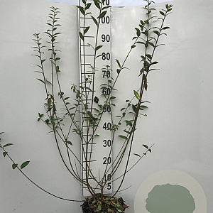 Ligustrum vulg. 'Atrovirens' 100-125 cm 5,0L