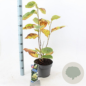 Magnolia 'Yellow Lantern' 50-60 cm 5,0L