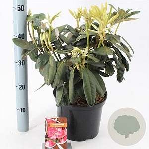 Rhododendron (Y) 'Fantastica' 25-30 cm 5,0L
