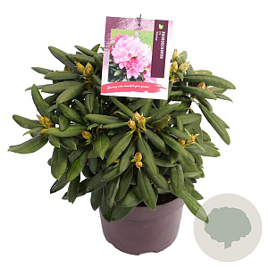 Rhododendron (Y) 'Kalinka' 25-30 cm 5,0L
