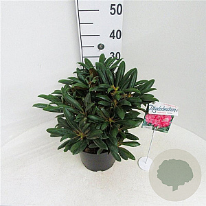 Rhododendron (Y) 'Kalinka' 25-30 cm 5,0L