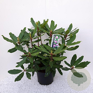 Rhododendron pont. 'Roseum' 30-40 cm 5,0L
