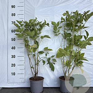 Sambucus nigra 60-80 cm 2,0L