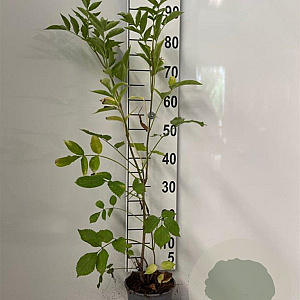 Sambucus nigra 60-80 cm 2,0L