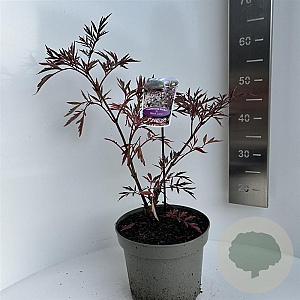 Sambucus nigra Black Lace 40-50 cm 5,0L