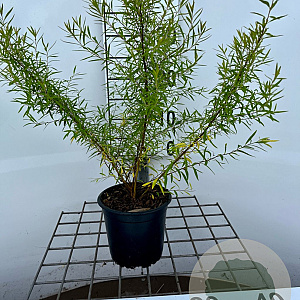 Spiraea thunbergii 30-40 cm C1.3