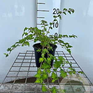 Stephanandra incisa 'Crispa' 30-40 cm C1.3