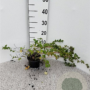 Stephanandra incisa 'Crispa' 30-40 cm C1.3