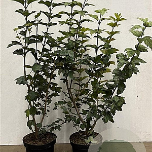 Viburnum opulus 80-100 cm 7,5L