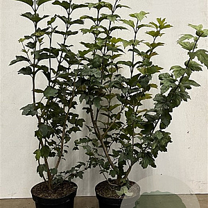 Viburnum opulus 80-100 cm 7,5L