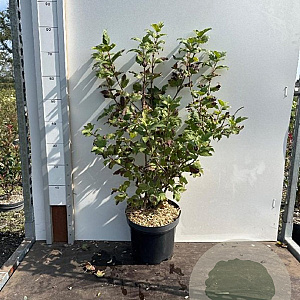 Viburnum opulus 'Roseum' 60-80 cm 7,5L