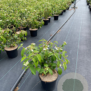 Viburnum plic. 'Watanabe' 30-40 cm 3,0L