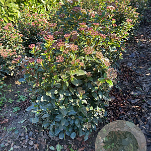 Viburnum tinus 60-80 cm met kluit