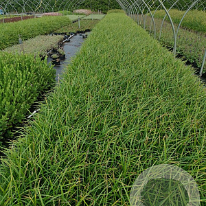 Carex morrowii 'Irish Green' GM P9