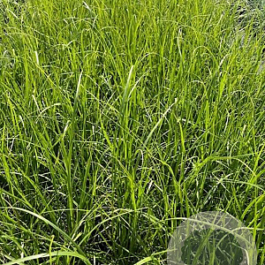 Pennisetum orientale GM 2,0L