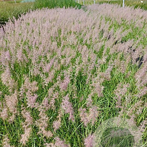 Pennisetum orientale GM 2,0L