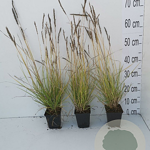 Sesleria autumnalis GM P9