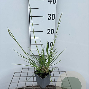 Sesleria autumnalis GM P9