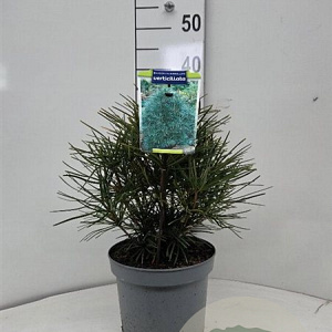 Sciadopitys verticillata 25-30 cm 5,0L