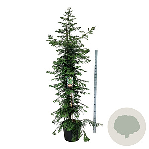 Sequoia s. 'Xeno' 250-300 cm cont. 70L