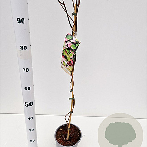 Actinidia kolomikta 70-80 cm 2,5L