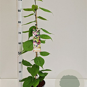 Actinidia kolomikta 70-80 cm 2,5L