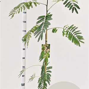 Albizia julibrissin 125-150 cm 3,5L
