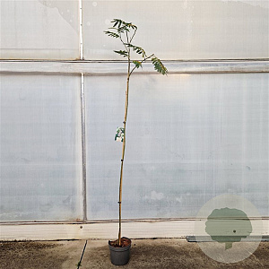 Albizia julibrissin 175-200 cm 7,5L