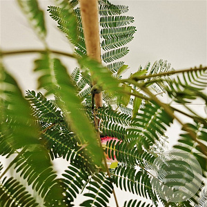 Albizia julibr. Ombrella 80-100 cm 3,0L