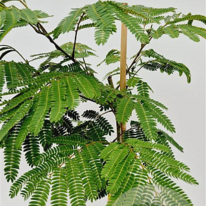 Albizia julibr. Ombrella 180 cm stam 7,5L