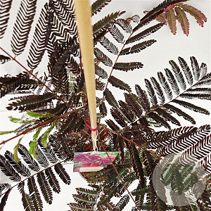 Albizia julibr. 'Summer Chocolate' 40-60 cm 3,0L