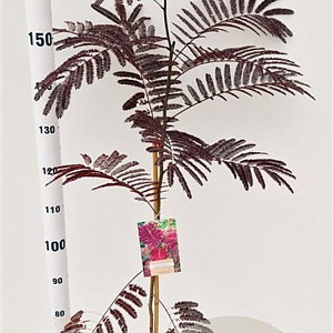 Albizia julibr. 'Summer Chocolate' 125-150 cm 3,5L