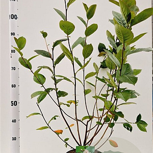 Aronia melanocarpa 100-125 cm 50L