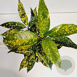 Aucuba jap. 'Crotonifolia' 25-30 cm 2,5L