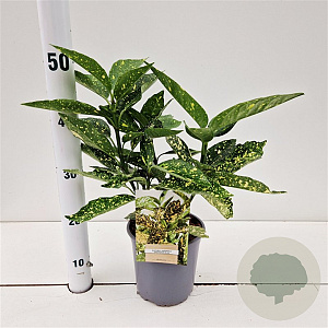 Aucuba jap. 'Crotonifolia' 25-30 cm 2,5L