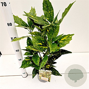 Aucuba jap. 'Crotonifolia' 30-40 cm 2,5L