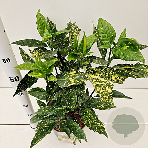 Aucuba jap. 'Crotonifolia' 40-60 cm 7,5L