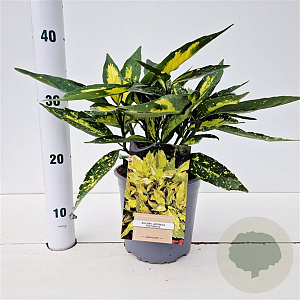 Aucuba jap. 'Picturata' 15-20 cm 2,5L