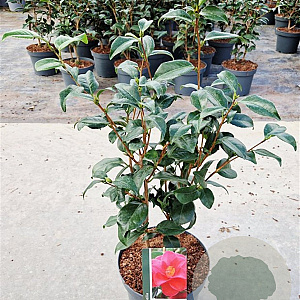 Camellia ret. 'Mary Williams' 40-50 cm 5,0L