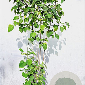 Clematis trichotoma 175-200 cm 15L